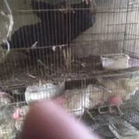 خروس جهت قربانی در منزل