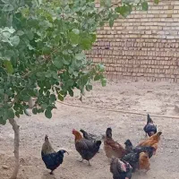 حیوانات مزرعه
