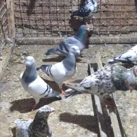 خارجی رنگ روشن