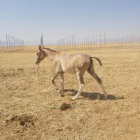 کره اسب