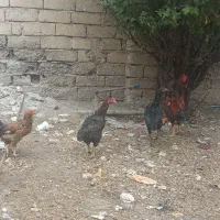 مرغ و خروس لاری جوان