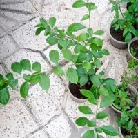نهال گل کاغذی بنفش  پر ریشه گلدانی