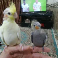 عروس پاریس
