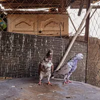کفتر بابک ارباب خسرو کفتر گرو