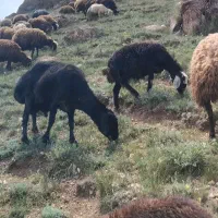 گوسفند