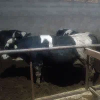 کوساله‌هلیشتان‌چاق