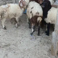 بره سالم سرحال و گوشتی