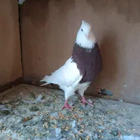 طوقی سرخ نر بدون غلط.آس.700تومن