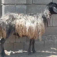 میش شال افشار هیکلی
