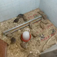 بلدرچین