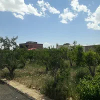 305 متر باغ جابان