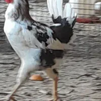 تخم نطفه دار