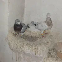 کبوتر|پرنده|خرمدشت, |دیوار