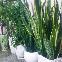 گلهای بسیار زیبا دونه ای ۲ میلیون
