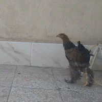 برهما