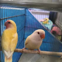 جفت طوطی برزیلی دستی فول رام