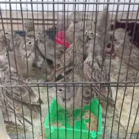 سهره خاکی