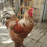 خروس اصیل نژاد( براهما)