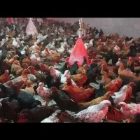 مرغ گلپایگان
