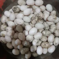 تخم اردک تازه عمده