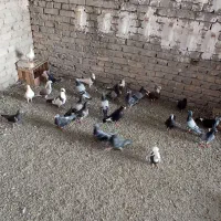 تیپ جدید کبوتر