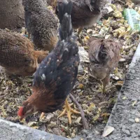 جوجه گلین ۶ماهه خروس دوتا مرغ ۴تا