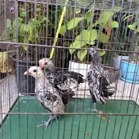 جوجه سیبرایت