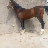 خریدو فروش اسب اصیل