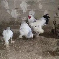 فروش جوجه برهما. خروس برهما. جوجه بوقلمون.غاز.ومرغ