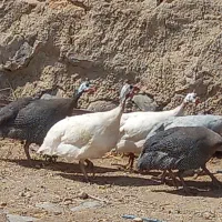 مرغ شاخدار