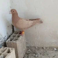 کفتر زرد کرمونی نر قلدر
