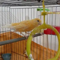 قناری ماده یکساله تازه از لک دراومده