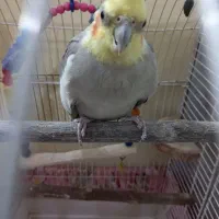 عروس هلندی