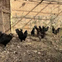 خروس ایام سمانی ( گوشت سیاه )