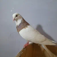 کفتر نر