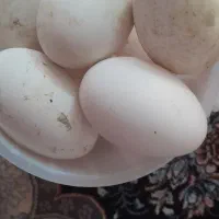 تخم غاز اهلی