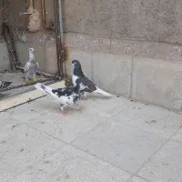 پرنده|پرنده|سبزوار, همت|دیوار