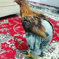 مرغ تخمی