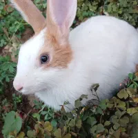 خرگوش