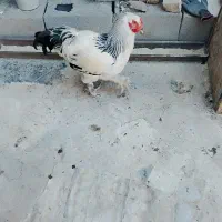 خروس براکول وبرهما