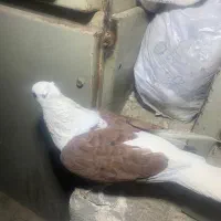 کفتر  دوکت  نر