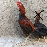 مرغ و خروس لاری