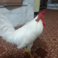 خروس ماشینی