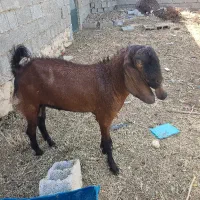 کهره