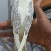 طوطی عروس لوتینو دوکت