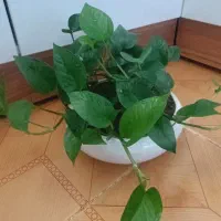 پتوس|گل و گیاه طبیعی|سنندج, |دیوار