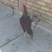 خروس لاری اصیل