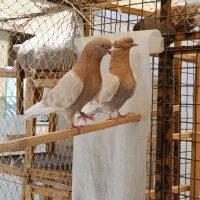 کفتر پرشی جواب داده