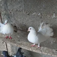 کبوتر دم چتری