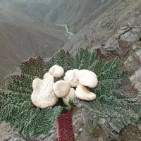 باغ شهر سیاخ دارنگون، سیخ